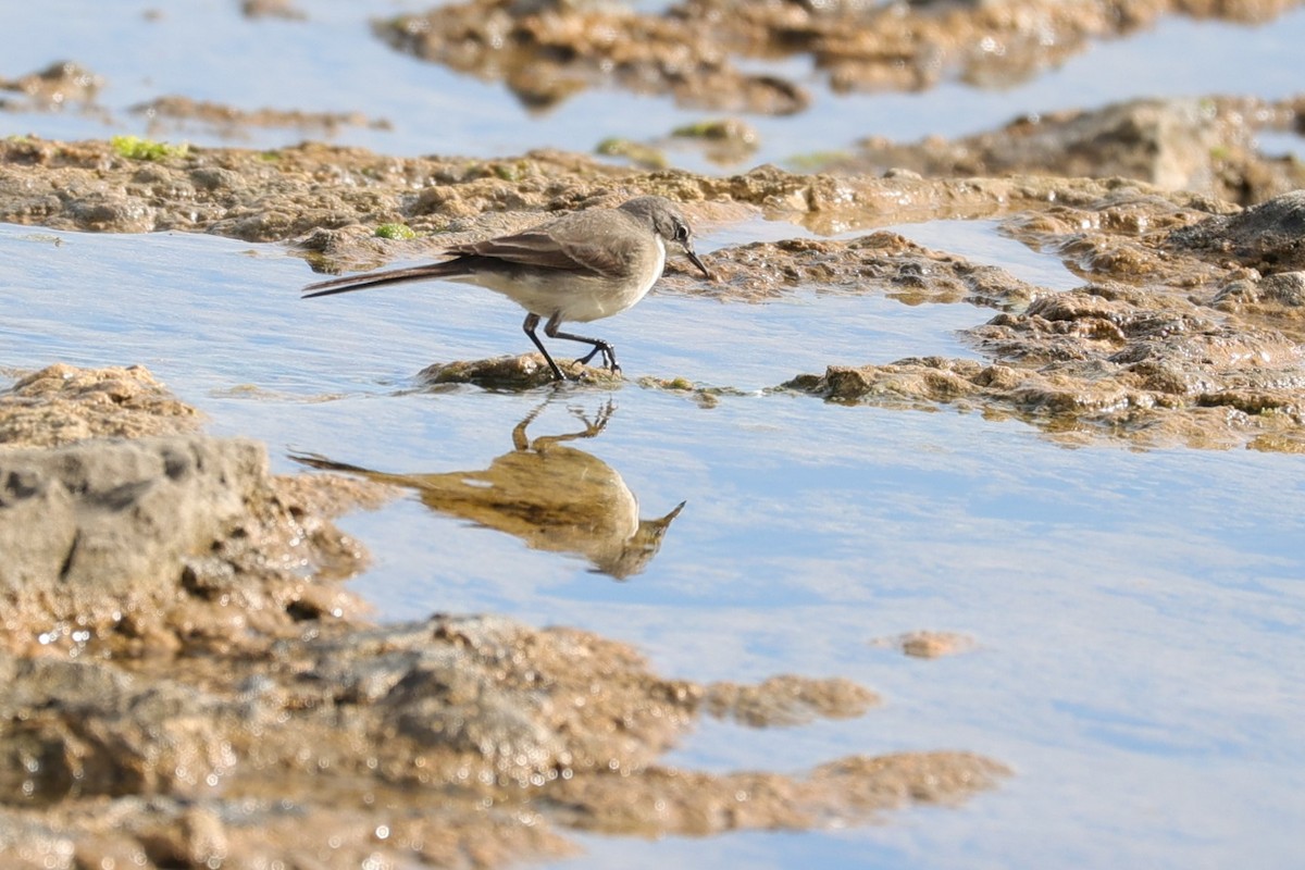 Cape Wagtail - ML645156267