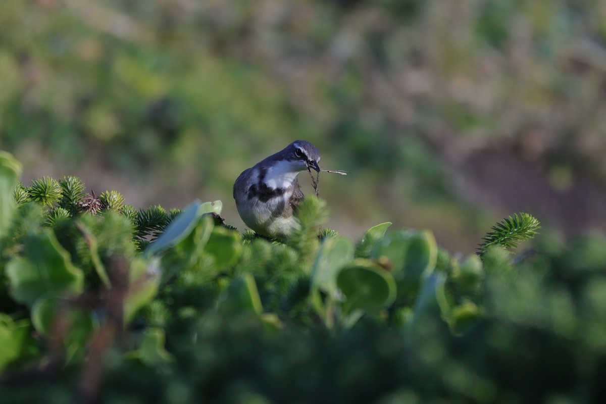Cape Wagtail - ML645156268