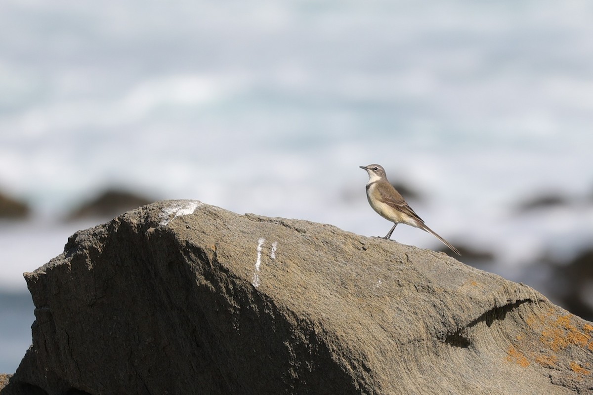 Cape Wagtail - ML645156269