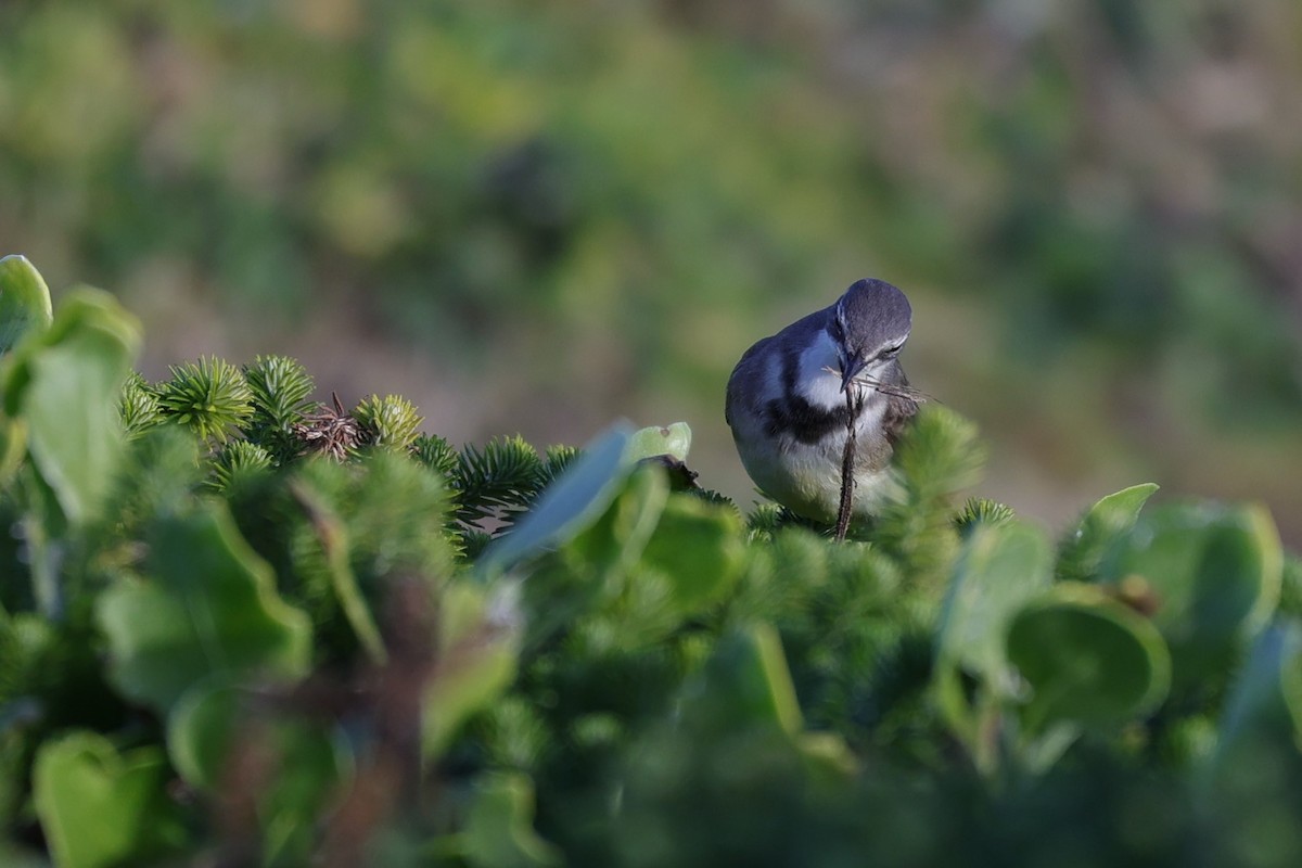 Cape Wagtail - ML645156270