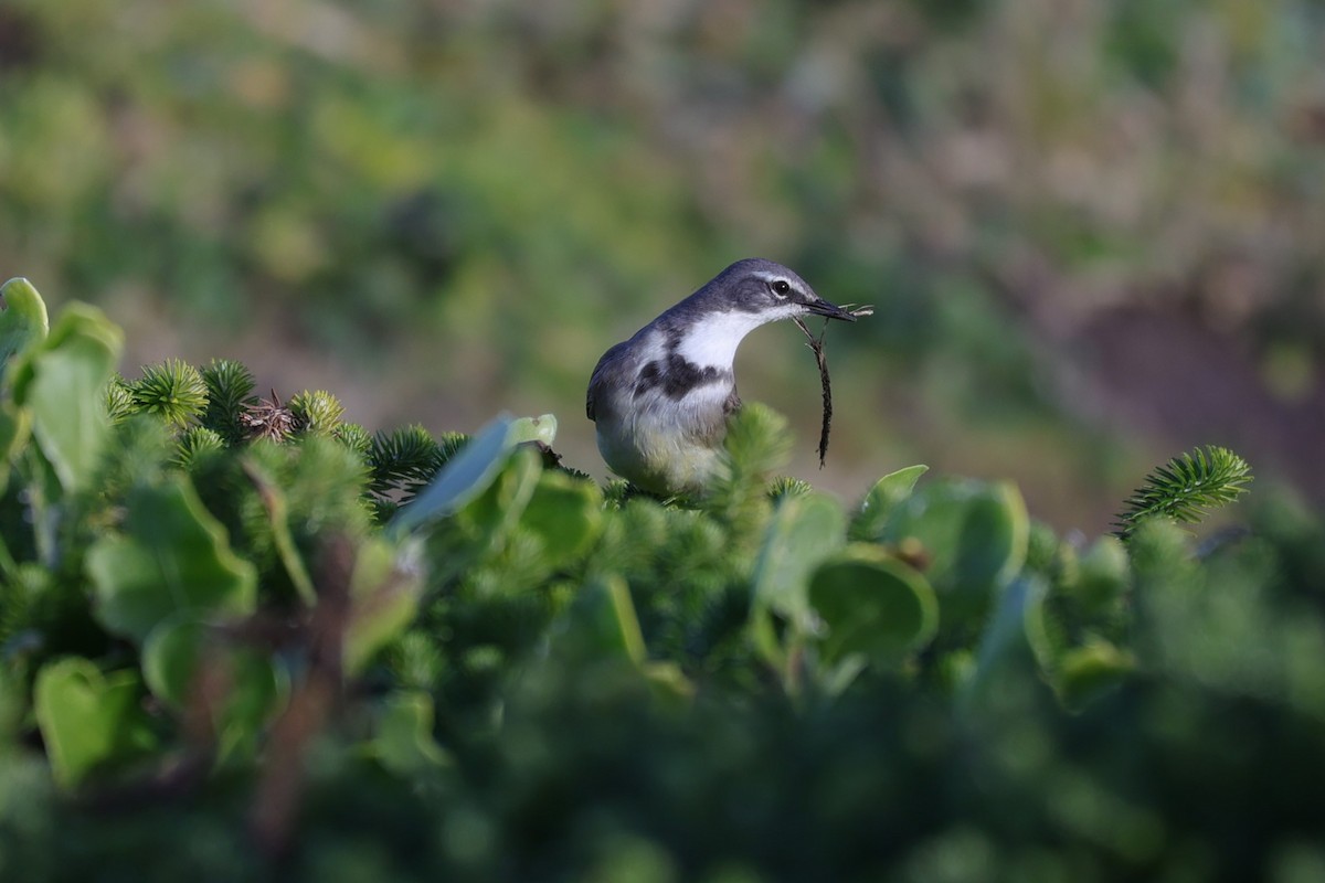 Cape Wagtail - ML645156271