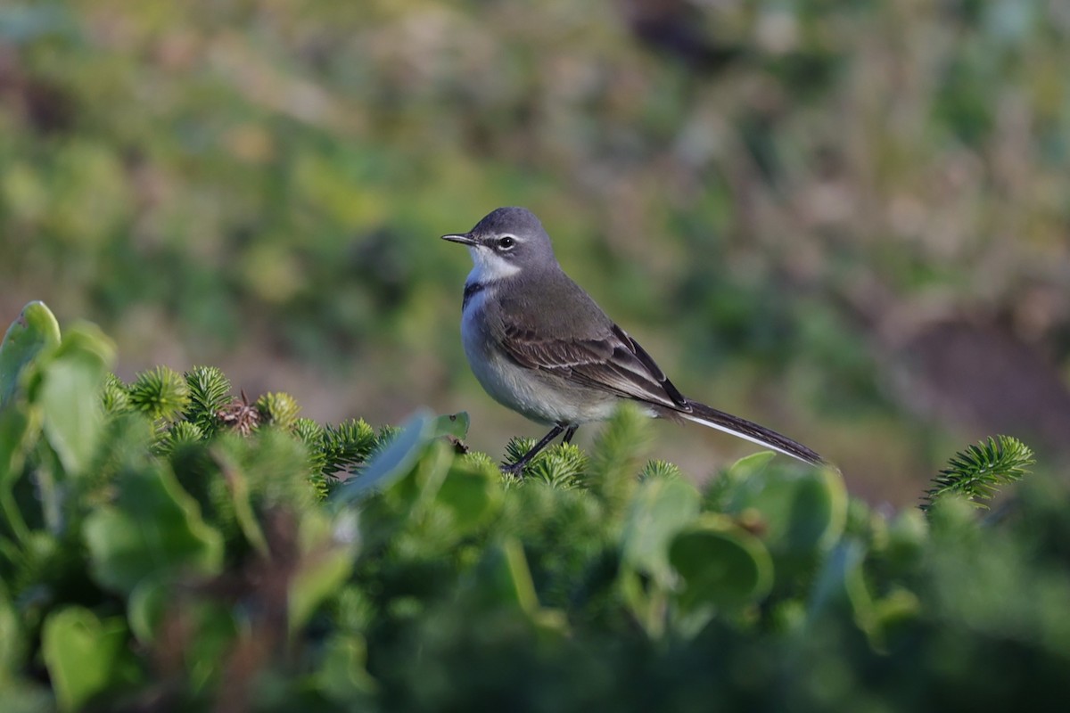 Cape Wagtail - ML645156272