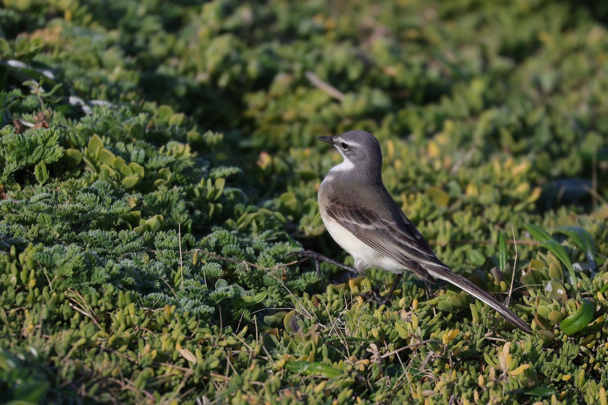Cape Wagtail - ML645156273