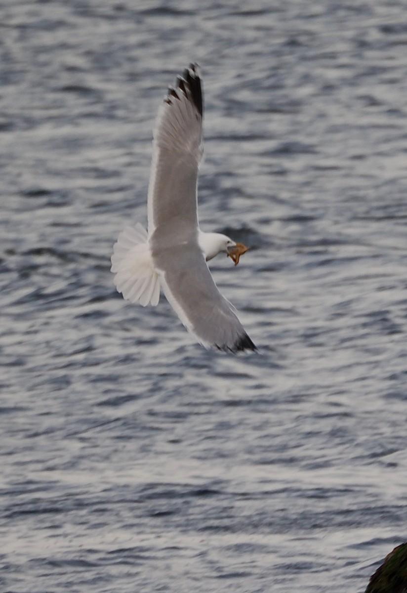 American Herring Gull - ML645156280