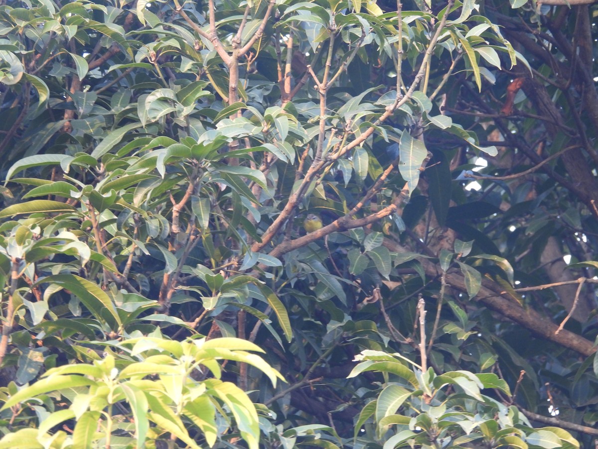 Graukopf-Laubsänger - ML645156281