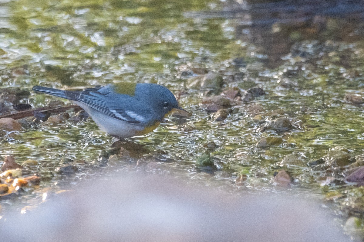 Northern Parula - ML645156292