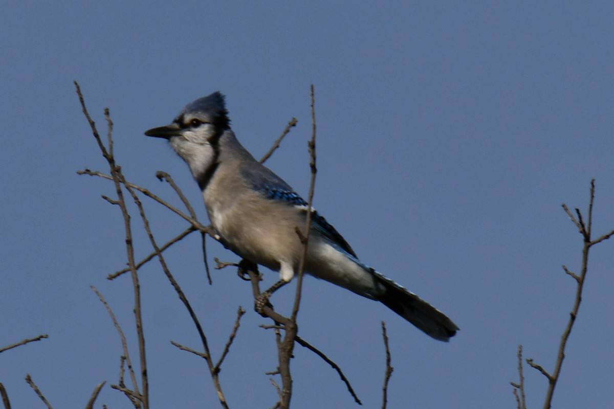 Blue Jay - ML645156308