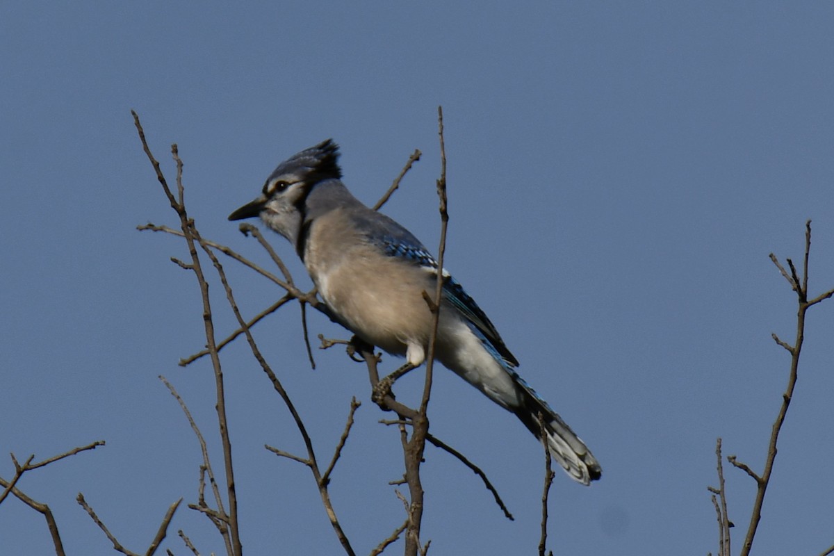 Blue Jay - ML645156309
