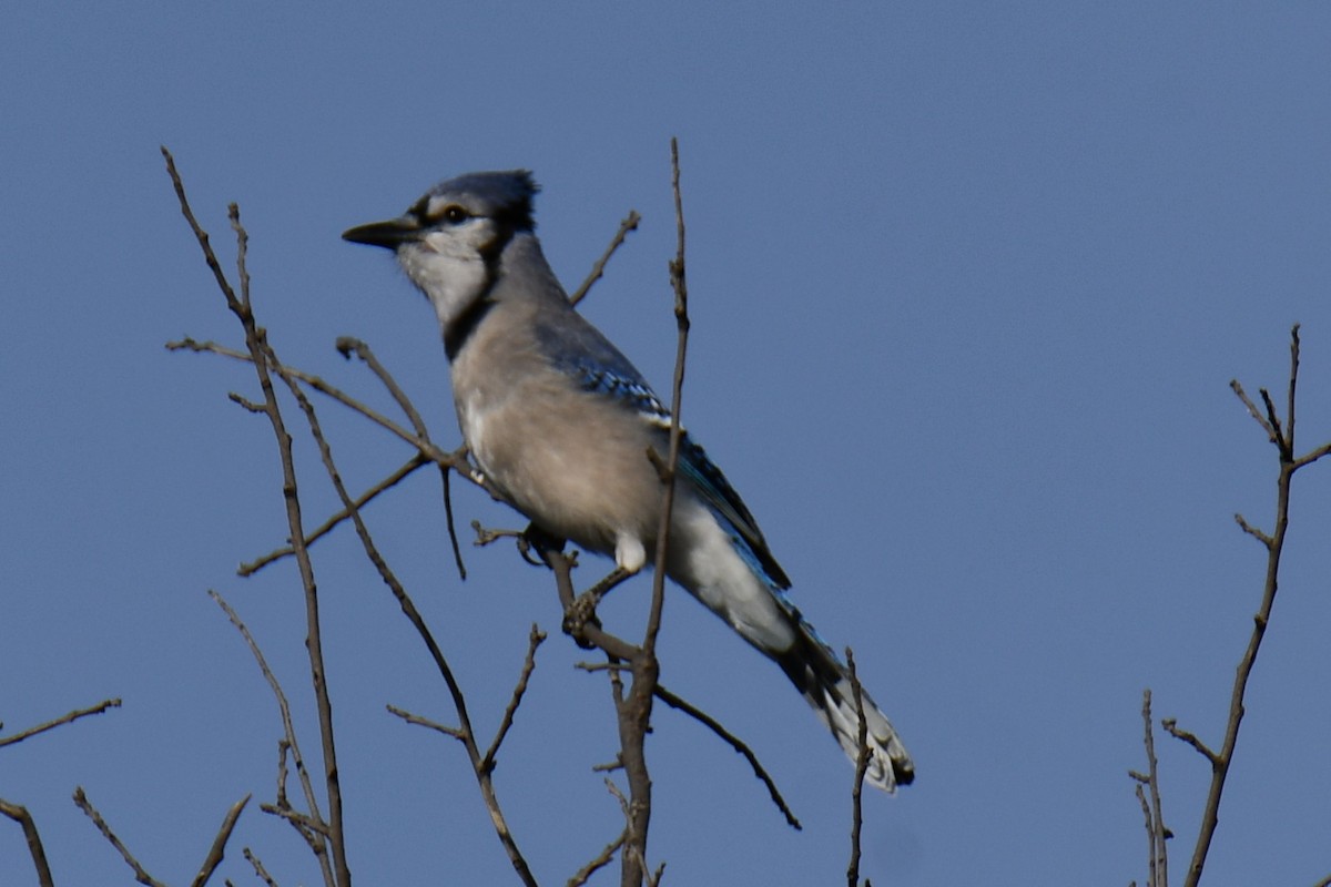 Blue Jay - ML645156310
