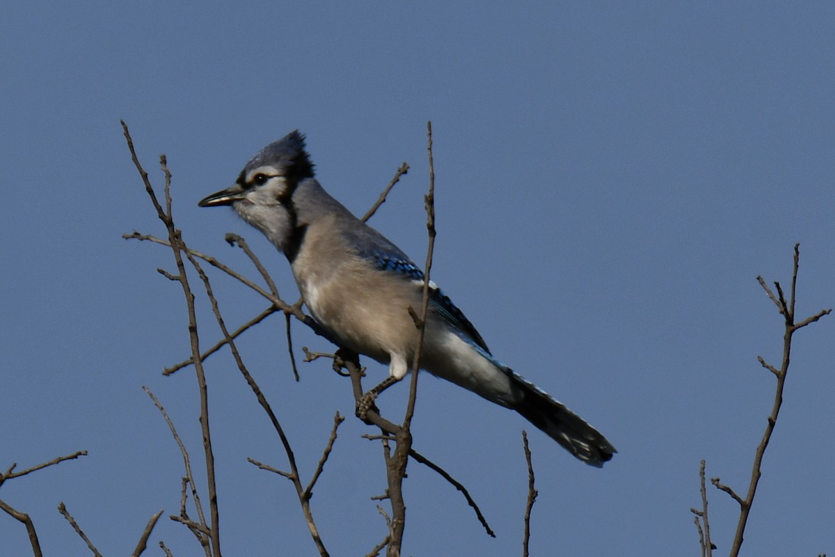 Blue Jay - ML645156311