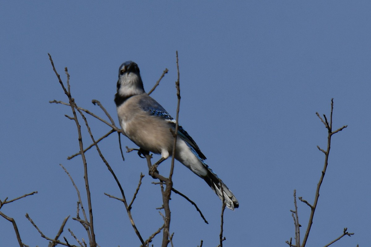 Blue Jay - ML645156312