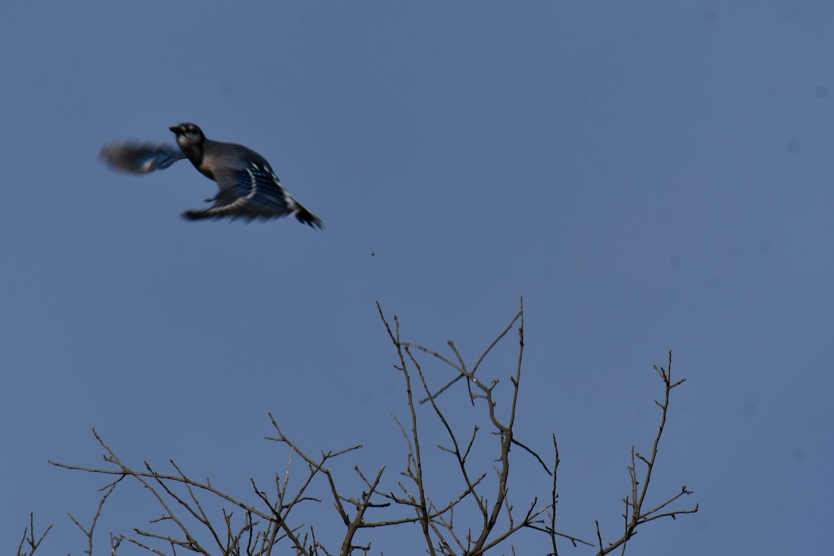 Blue Jay - ML645156313