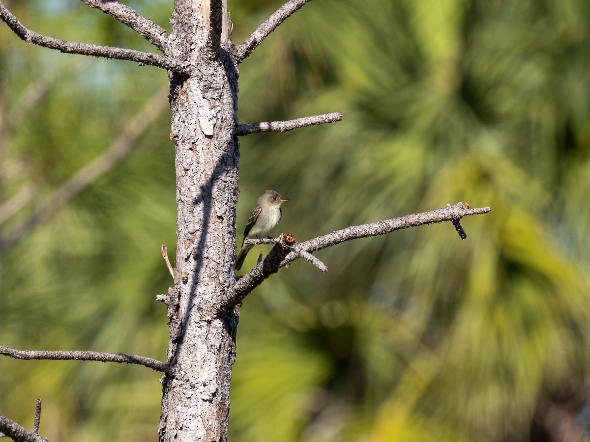 Піві лісовий - ML645156358