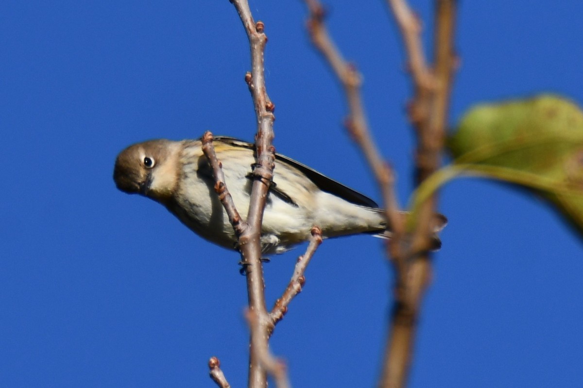 Taçlı Ötleğen - ML645156368