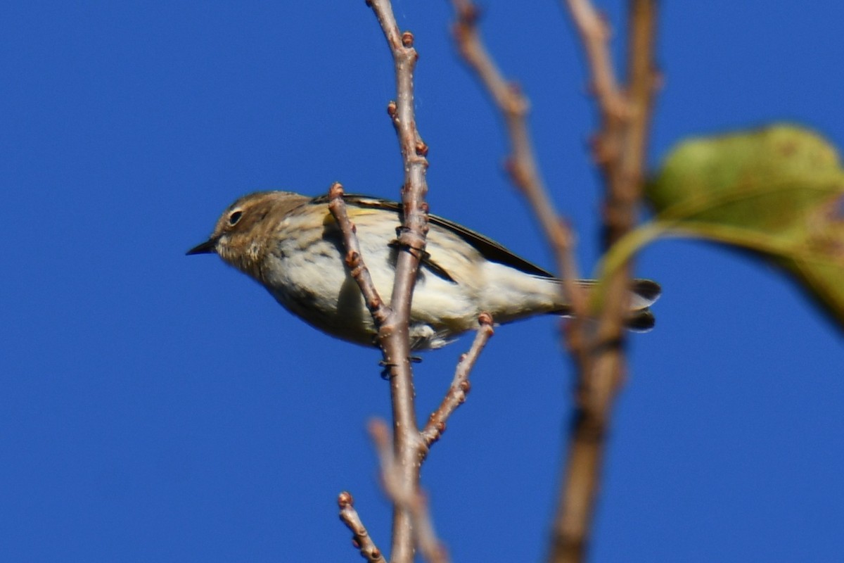 Taçlı Ötleğen - ML645156369