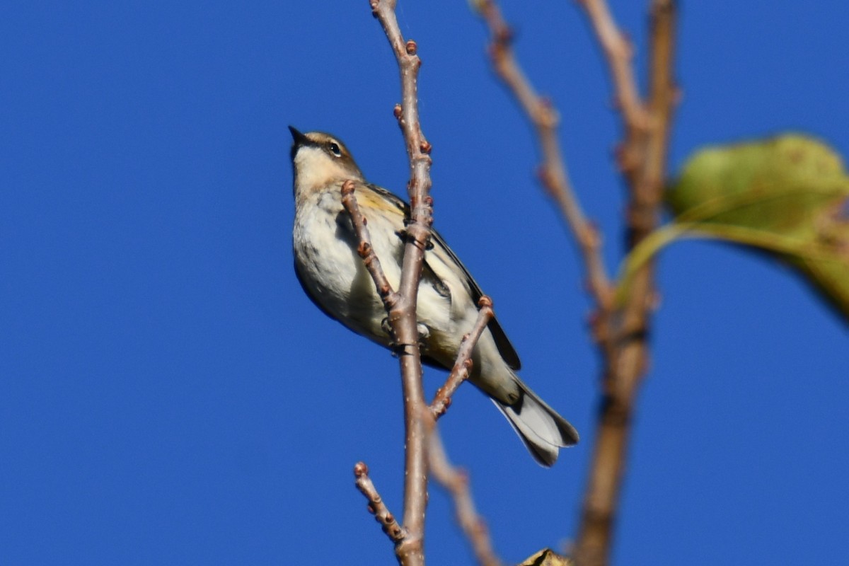 Taçlı Ötleğen - ML645156370