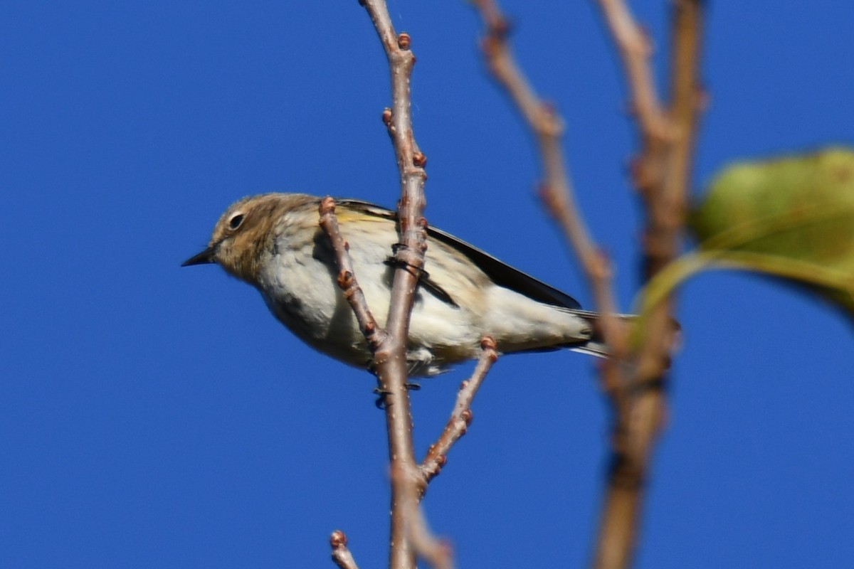 Taçlı Ötleğen - ML645156371