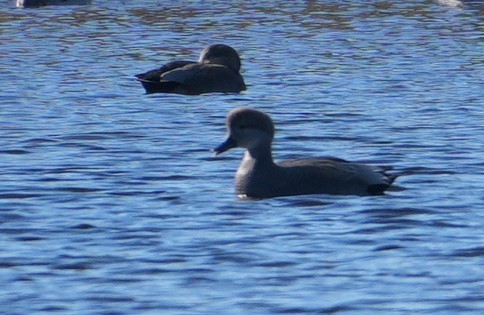 kopřivka obecná - ML645156389