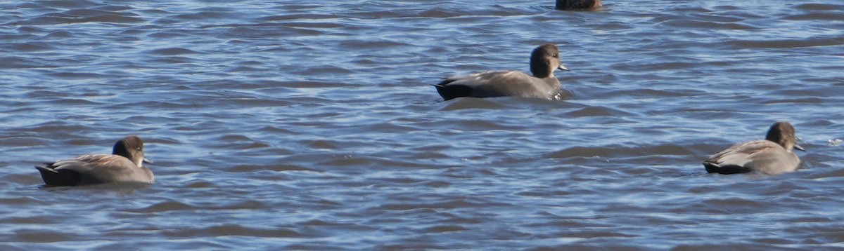 kopřivka obecná - ML645156390