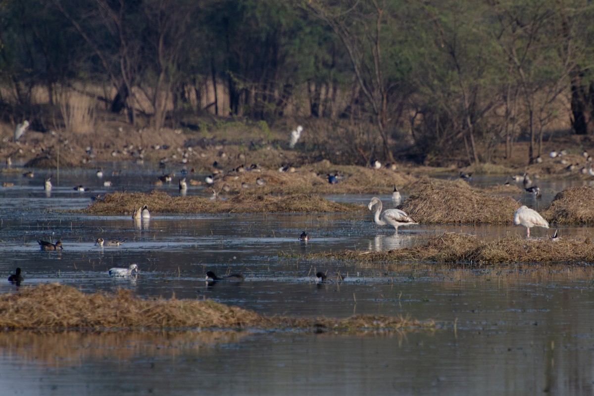 Greater Flamingo - ML645156391