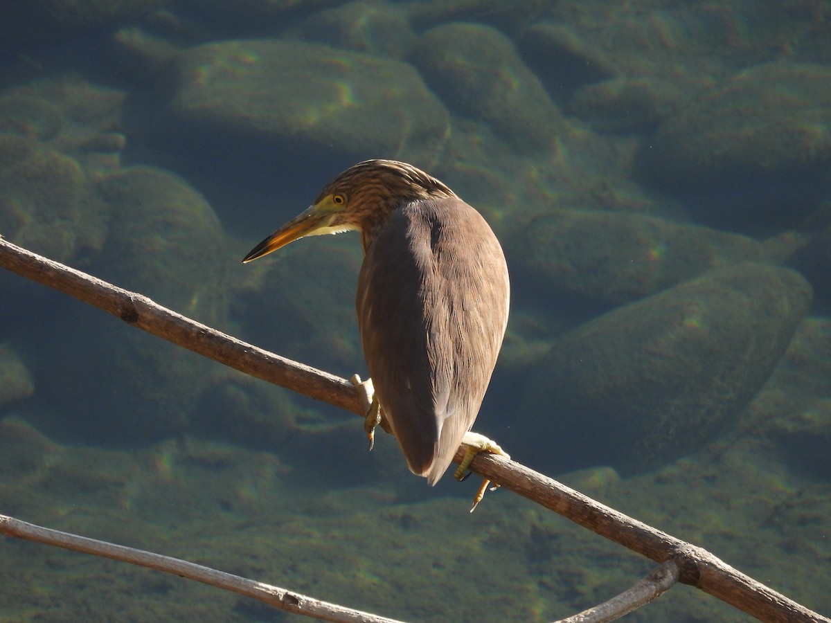 Индийская прудовая цапля - ML645156395