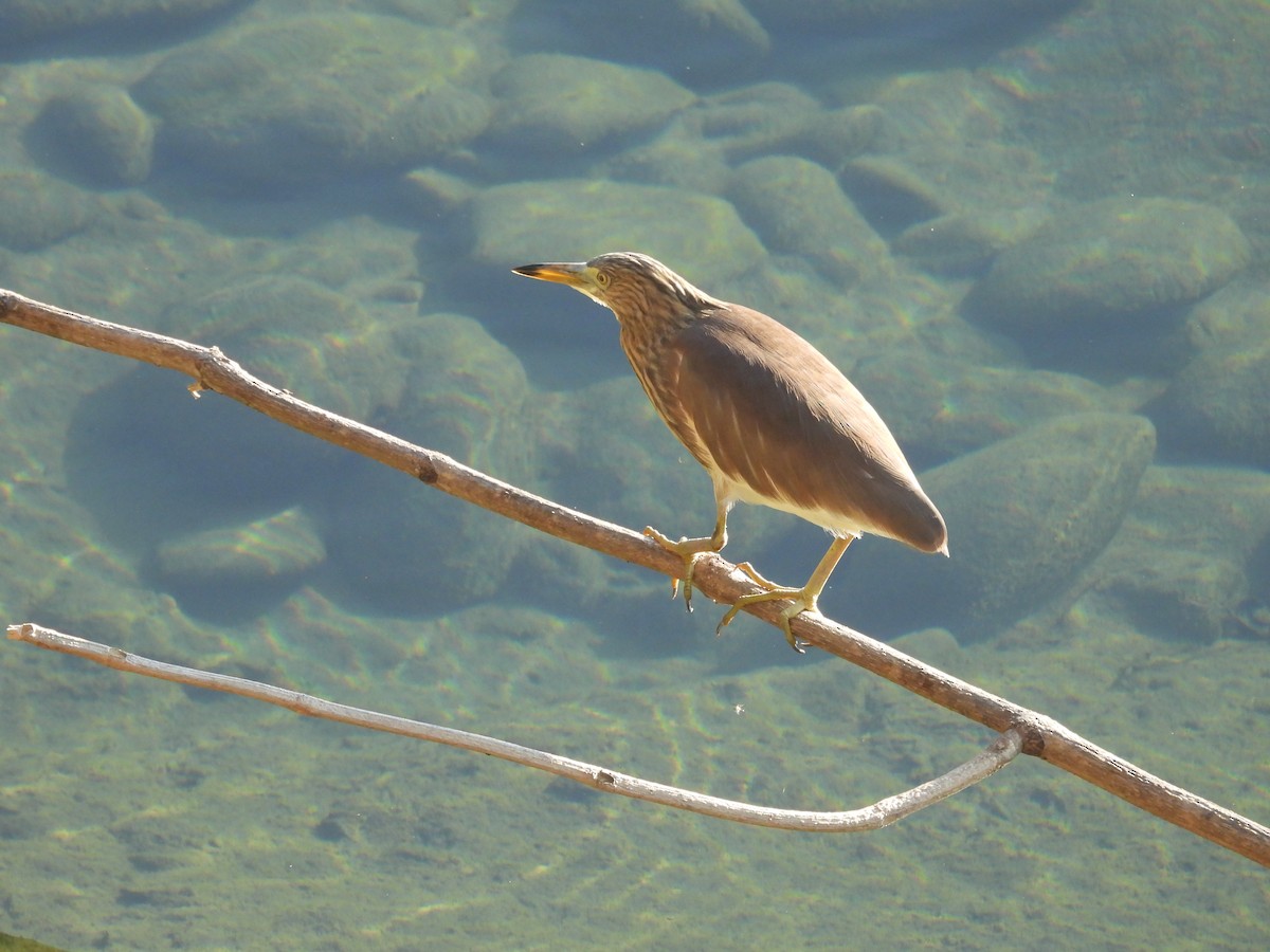 Индийская прудовая цапля - ML645156396