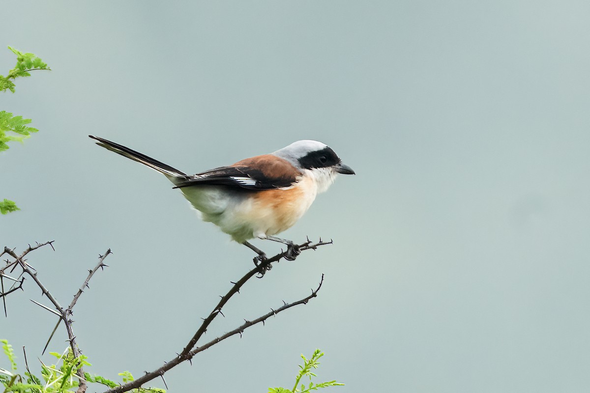 Pie-grièche à bandeau - ML645156428