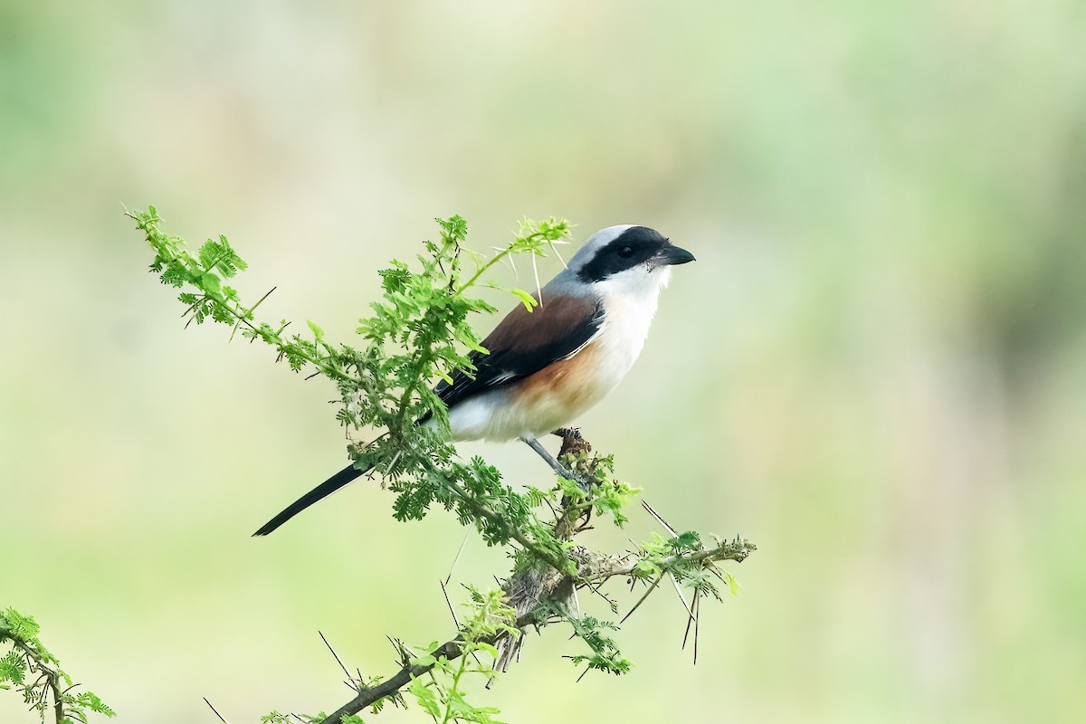 Pie-grièche à bandeau - ML645156429