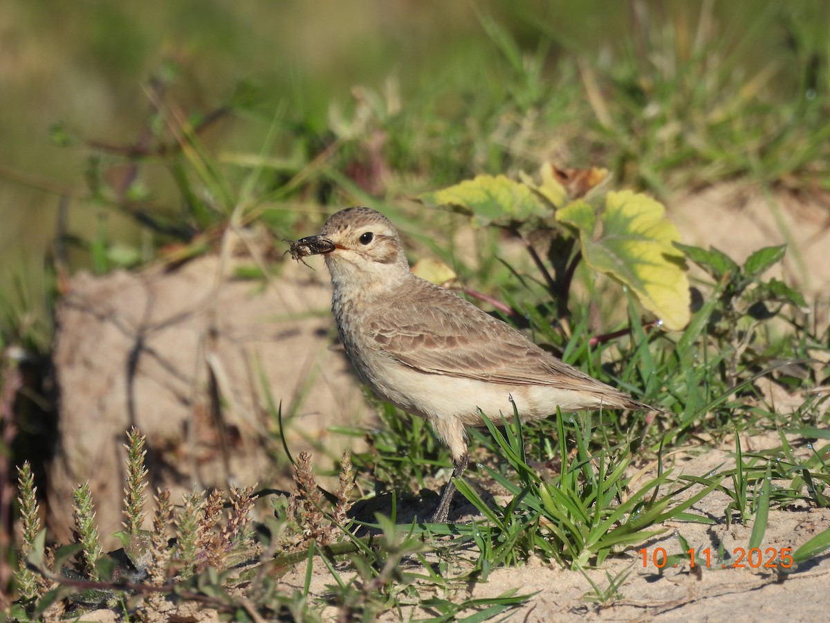 Common Miner - ML645156437