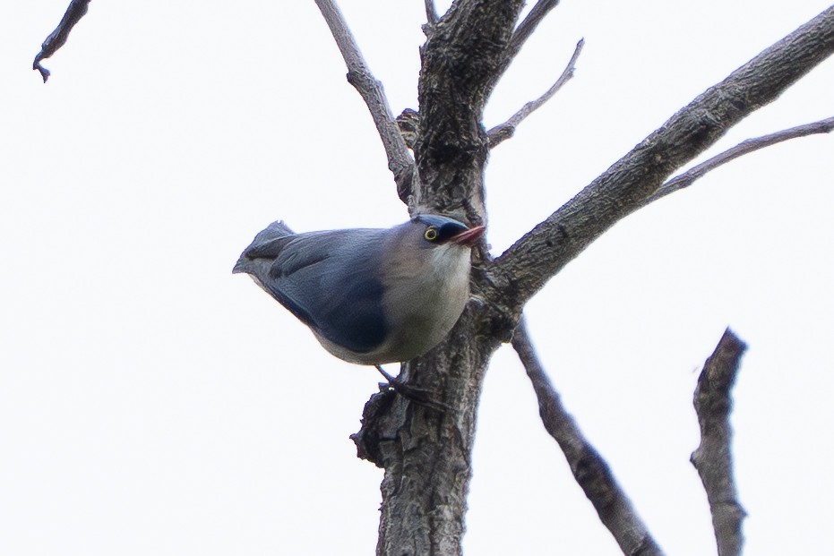 Velvet-fronted Nuthatch - ML645156445