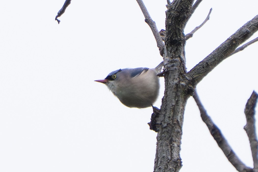 Velvet-fronted Nuthatch - ML645156446