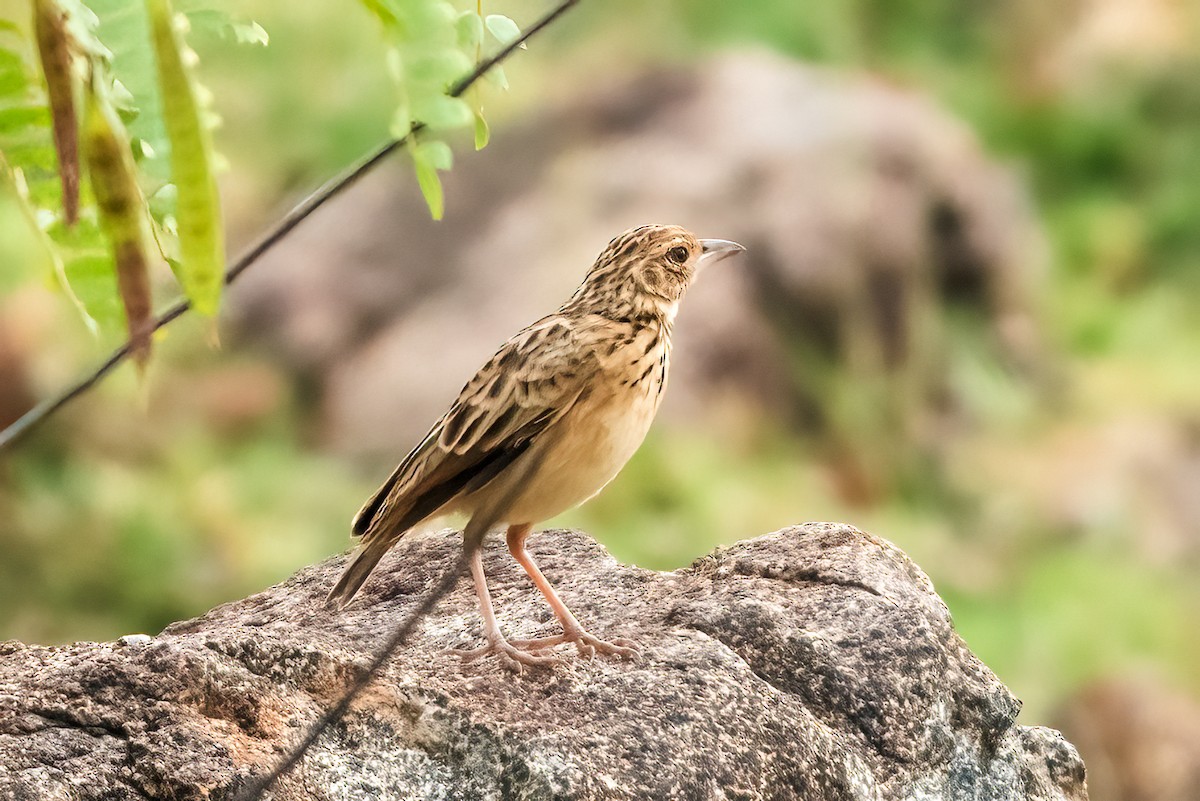 Jerdon's Bushlark - ML645156449