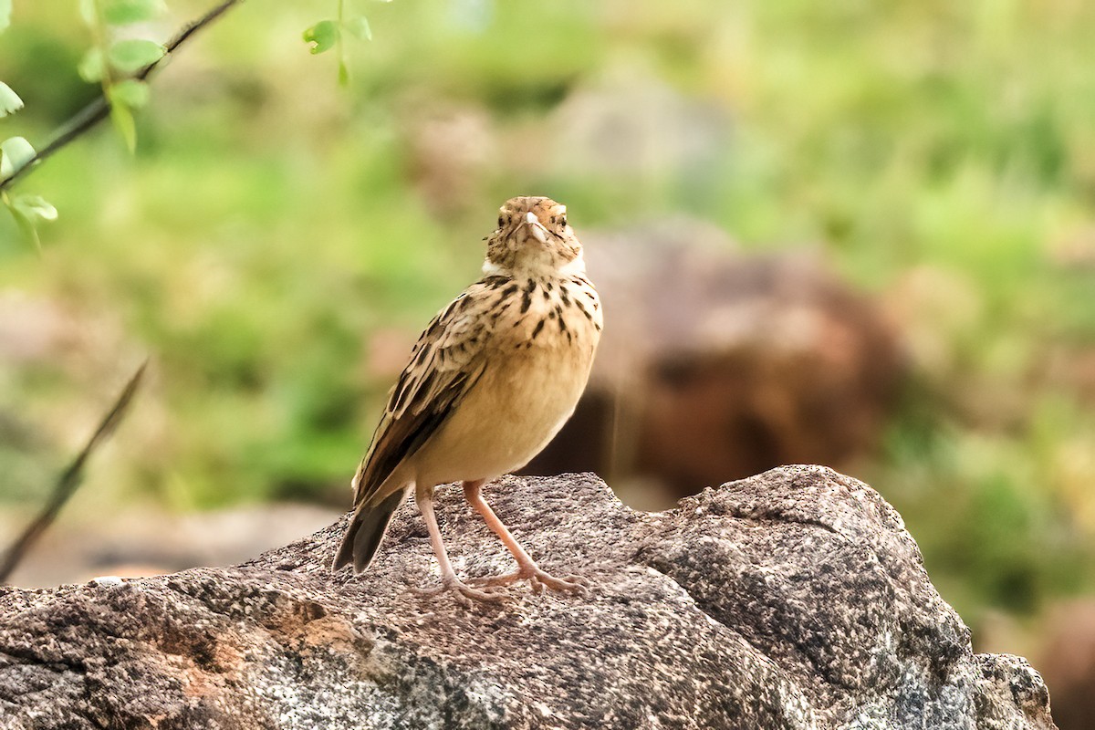 Jerdon's Bushlark - ML645156450