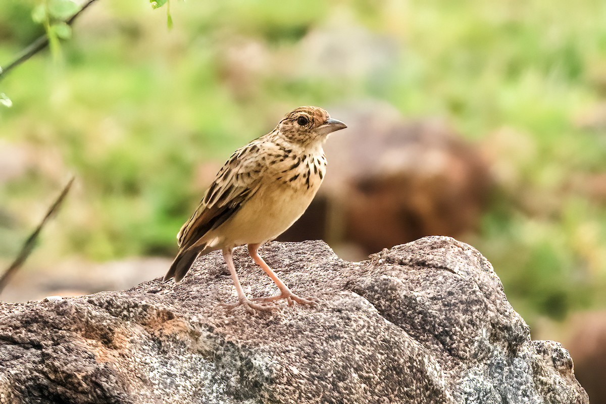 Jerdon's Bushlark - ML645156451