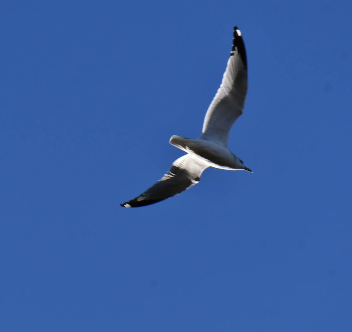 Ring-billed Gull - ML645156454