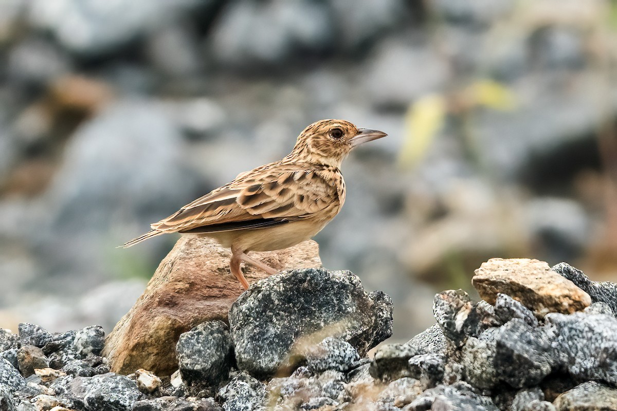 Jerdon's Bushlark - ML645156456