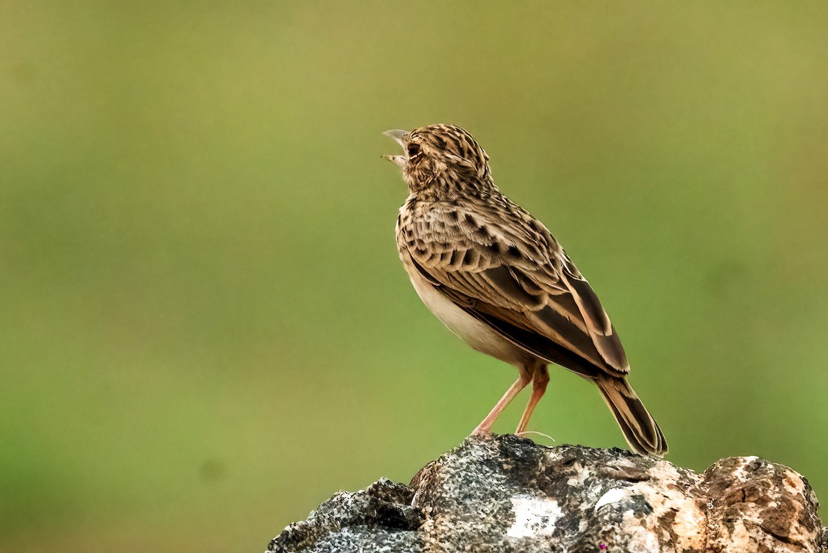 Jerdon's Bushlark - ML645156457
