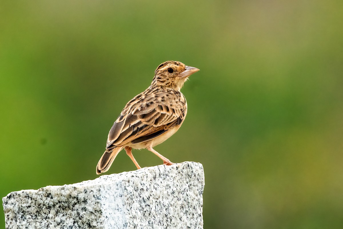 Jerdon's Bushlark - ML645156458