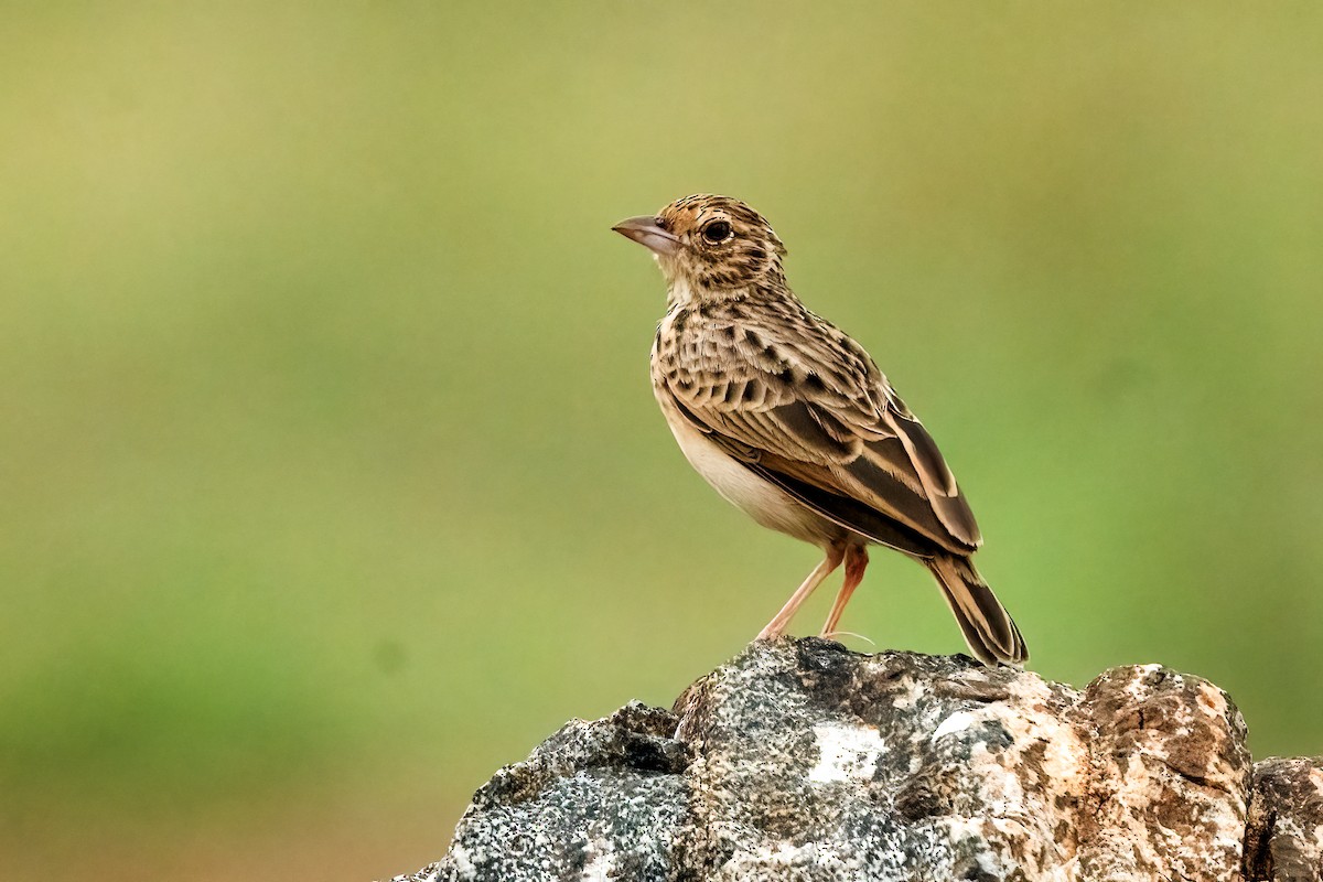 Jerdon's Bushlark - ML645156459