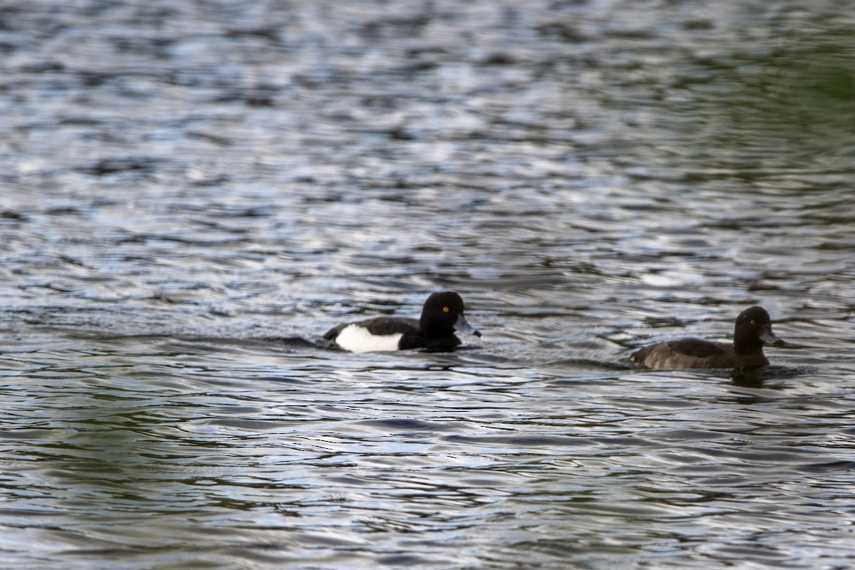 Tufted Duck - ML645156471