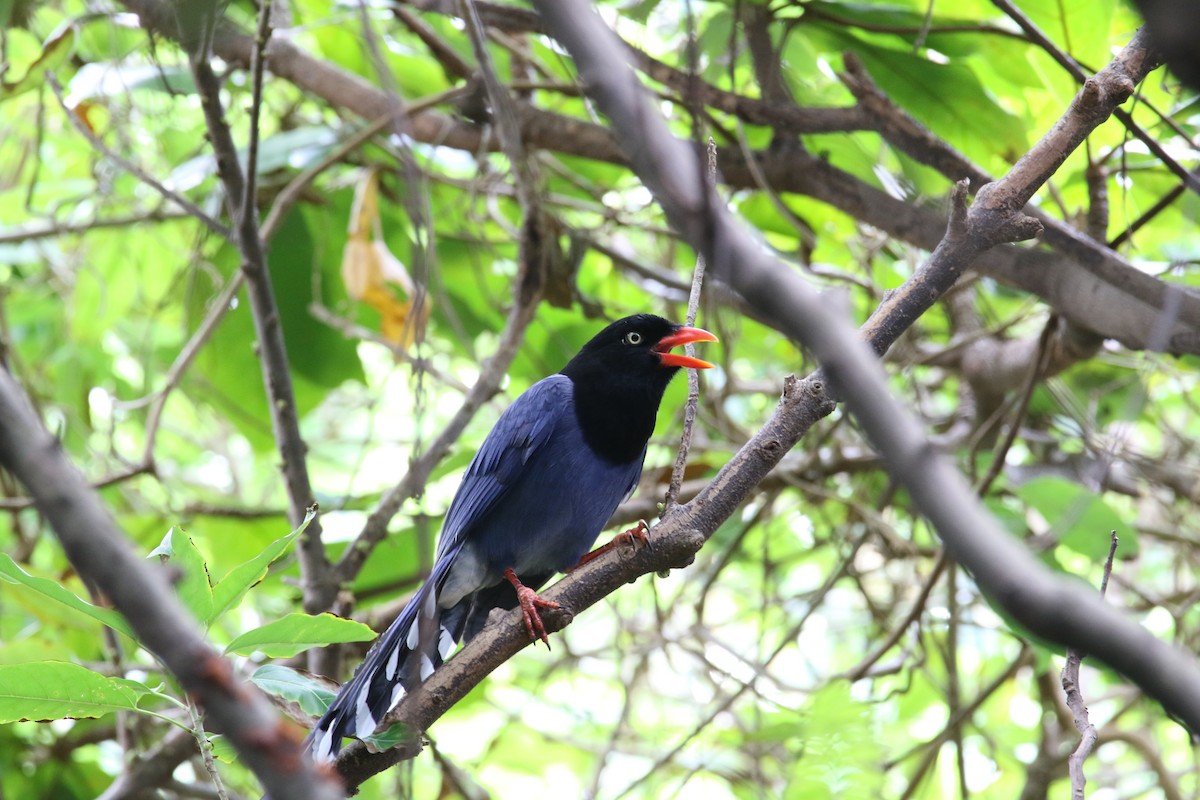 Taiwan Blue-Magpie - ML645156472