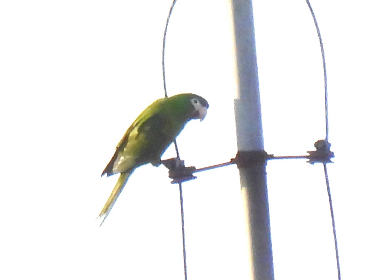 Red-shouldered Macaw - ML645156473