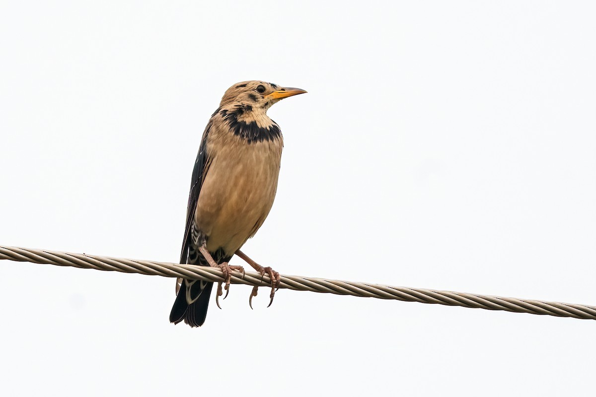 Rosy Starling - ML645156474