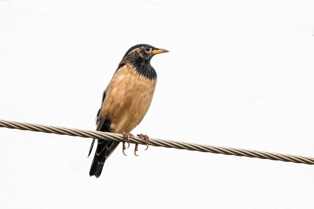 Rosy Starling - ML645156475