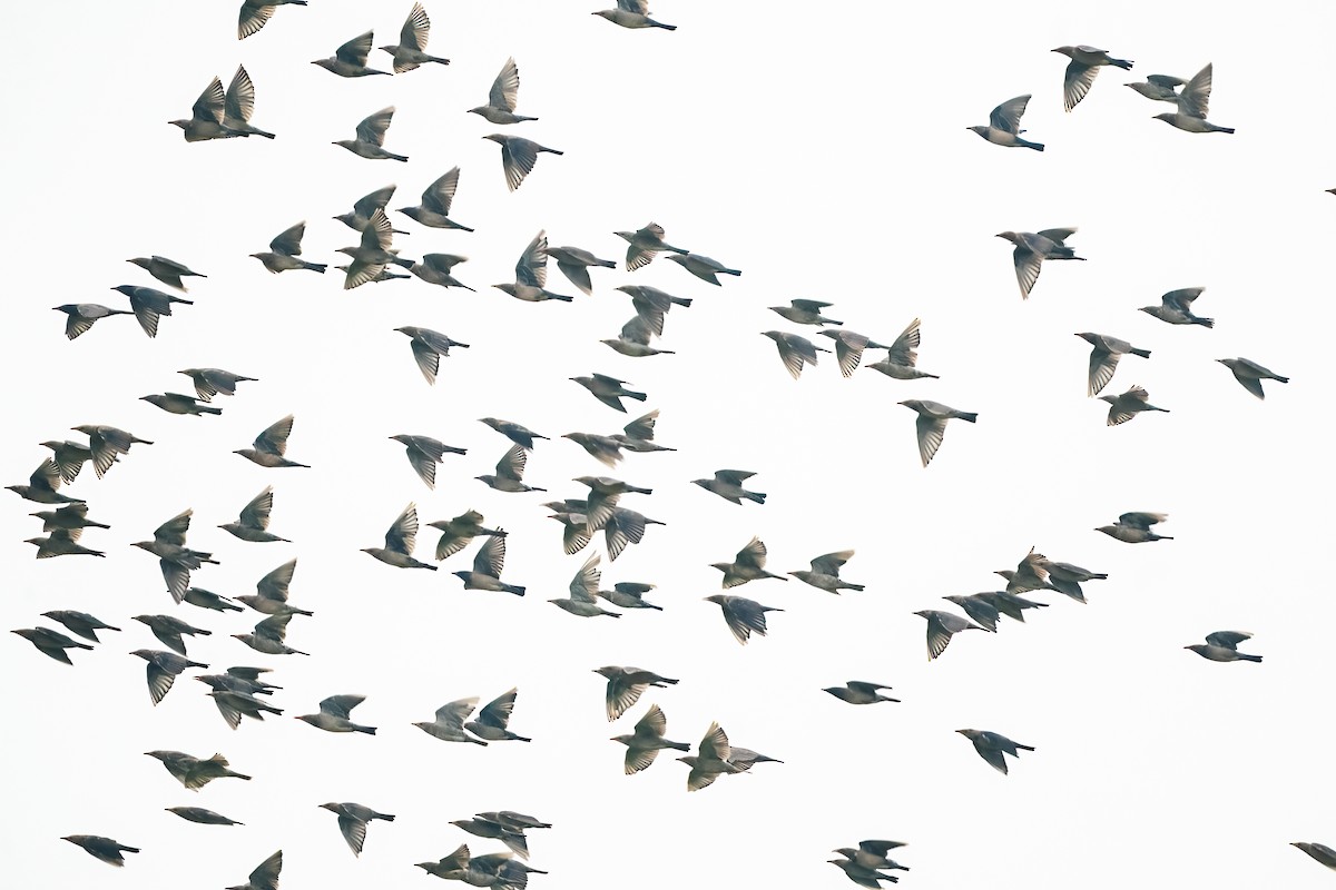 Rosy Starling - ML645156476