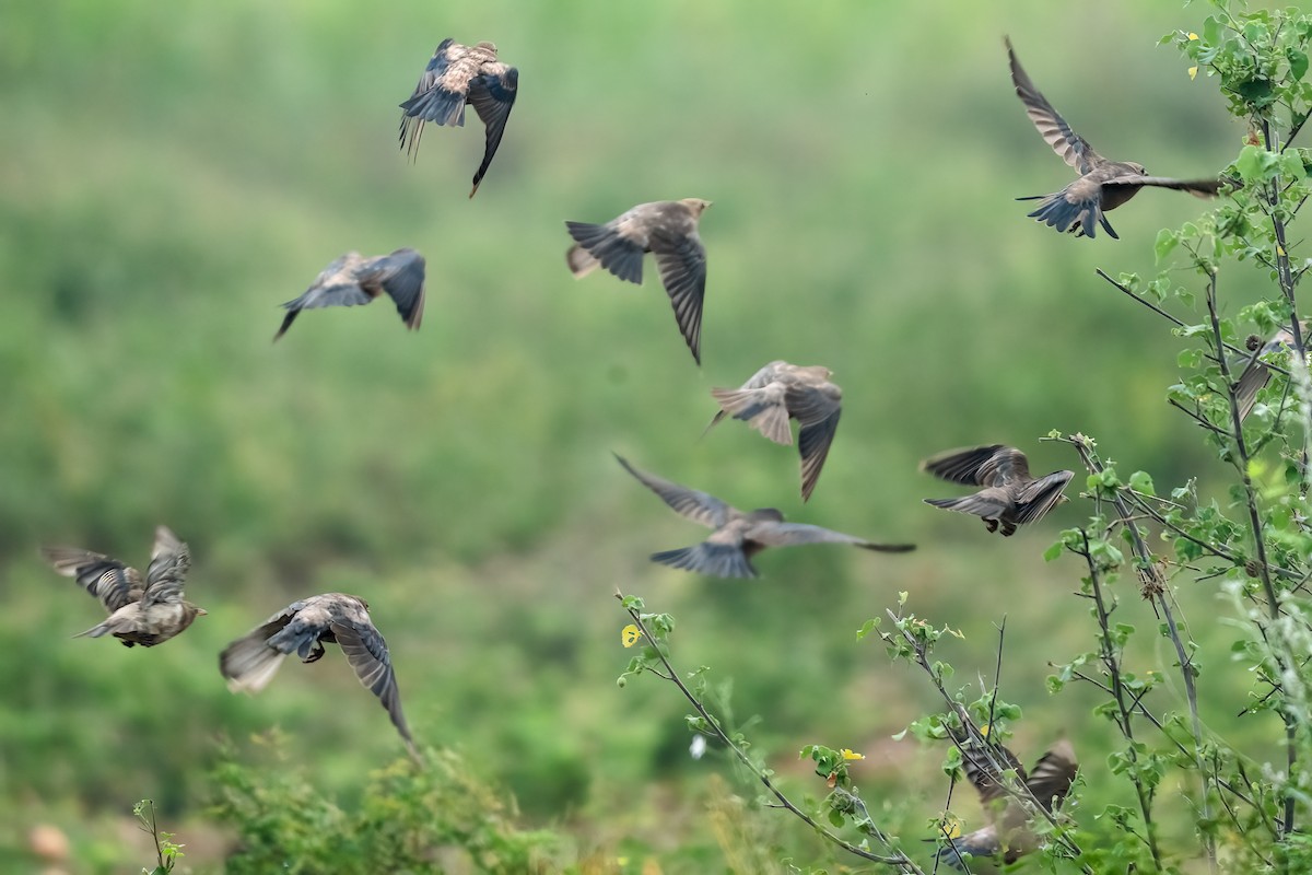 Rosy Starling - ML645156479