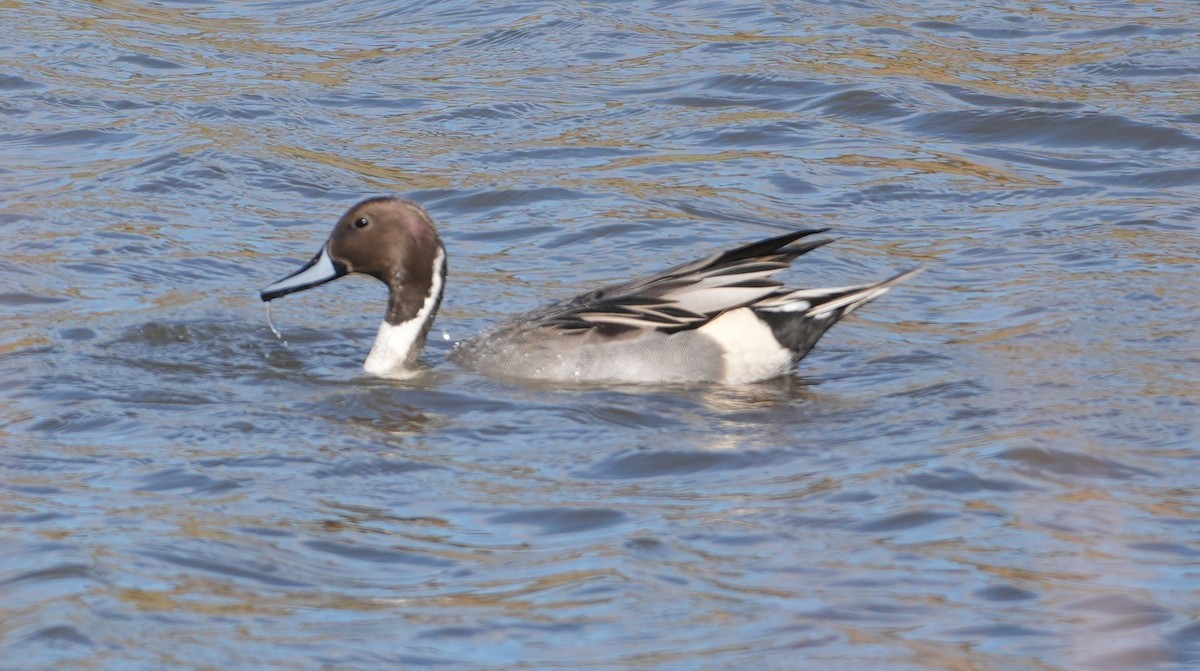 Northern Pintail - ML645156480