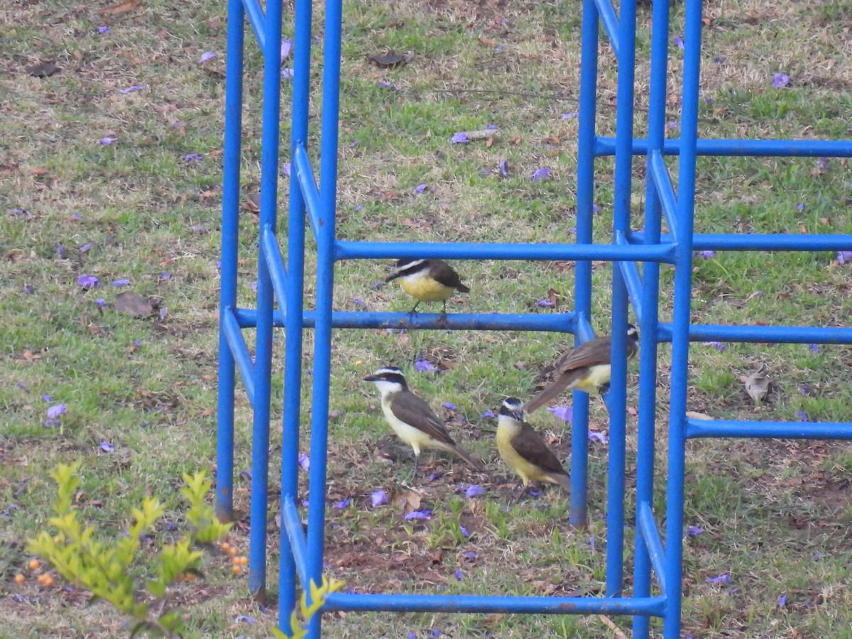 Great Kiskadee - ML645156484