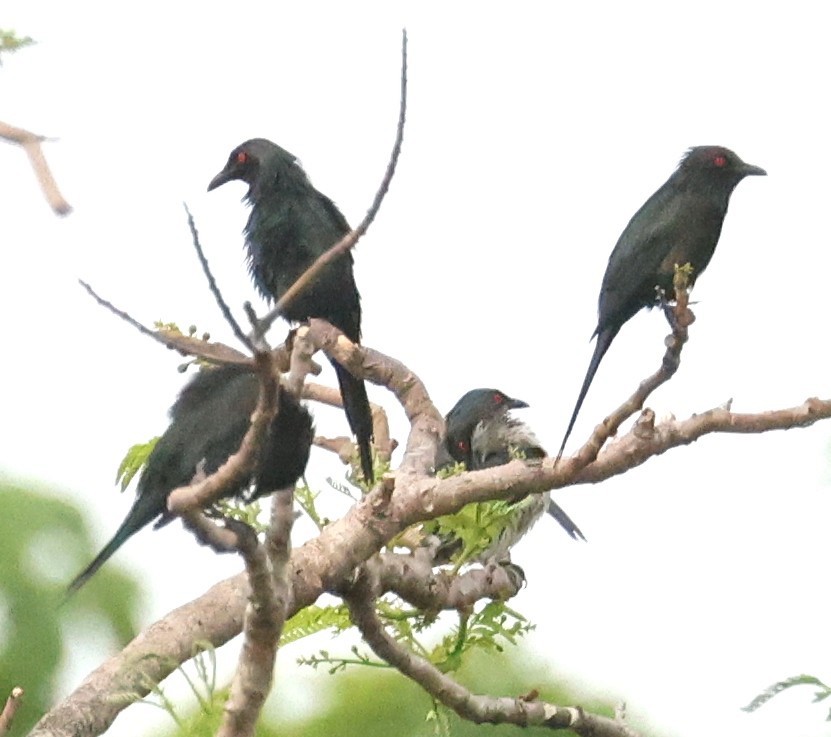 špaček lesklý [skupina metallica] - ML645156496