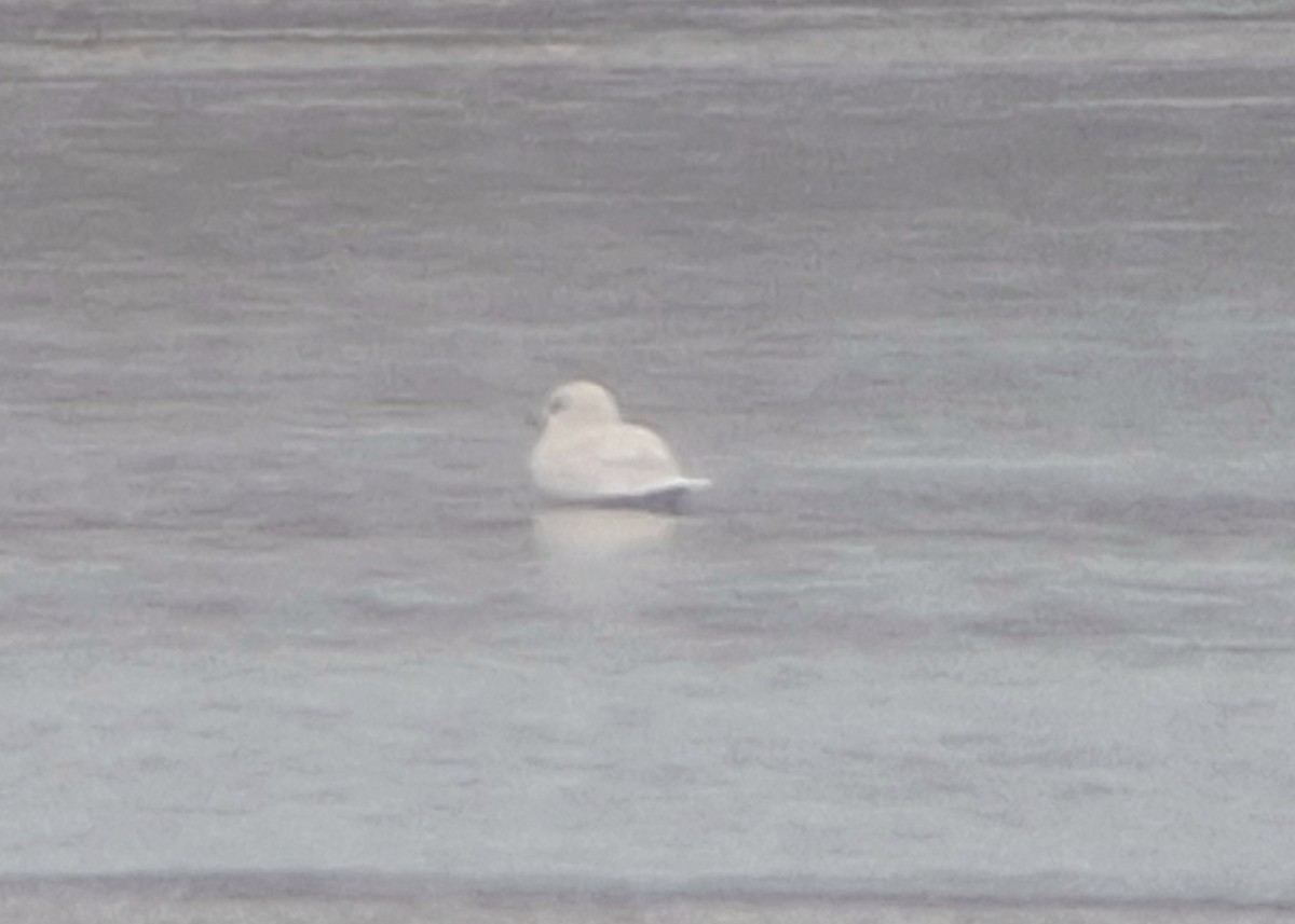 racek polární - ML645156498